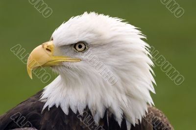 Bald eagle portrait