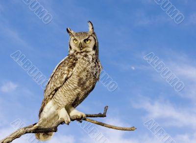 Great horned owl