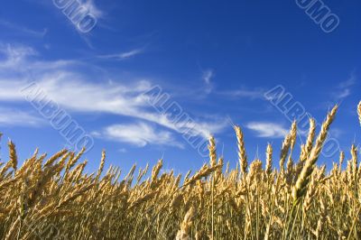 Summer wheat
