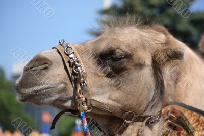 Camel