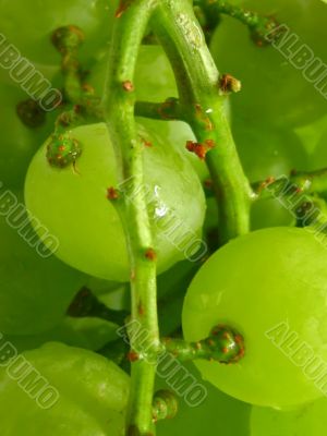 green and juicy grapes