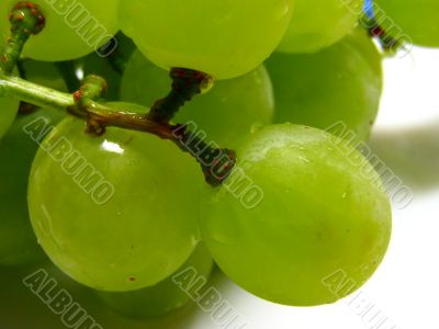 green and juicy grapes