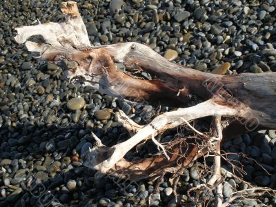 Tree on the seashore