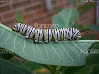 monarch catapiller