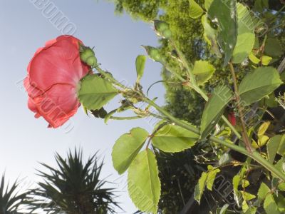 Bright red rose