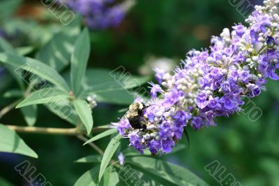 Bumblebee Bumblebee