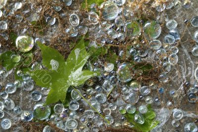 maple leaf with clear marbles