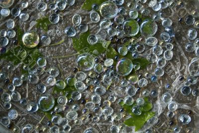 bubble clear glass over maple leaves