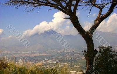 A Tree With A View