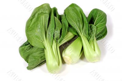 Bok Choy 1