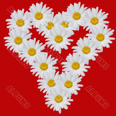 Heart from flowers of camomiles on a white background.