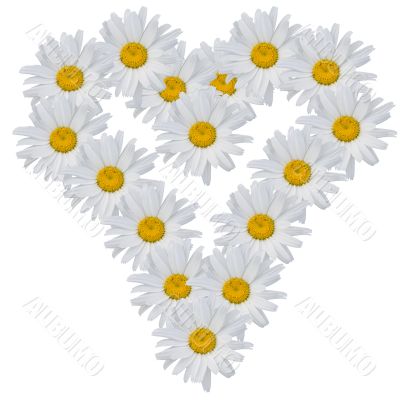 Heart from flowers of camomiles on a white background.