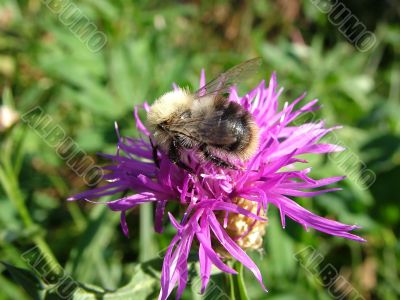 bumblebee on a thistle