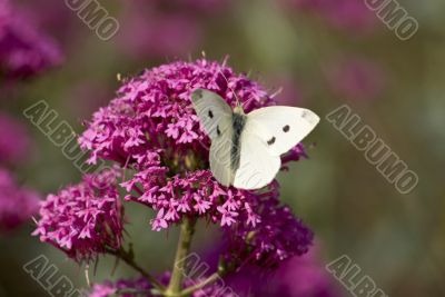 Butterfly on valerian