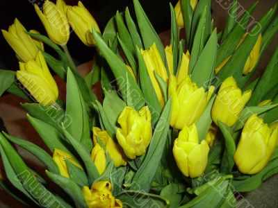 The bouquet of yellow tulips