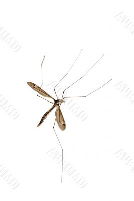 Crane fly