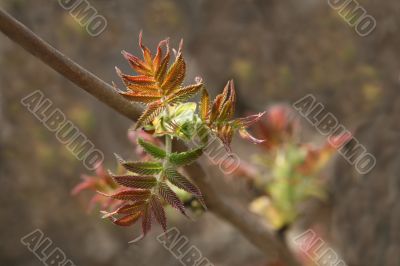 Young fresh foliage