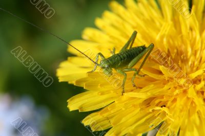 Grasshopper Grasshopper