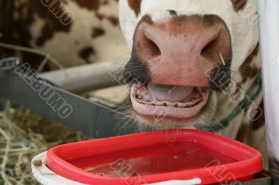 Mouth of the chewing cow