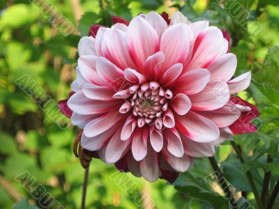 Pink dahlia