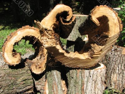 The sawed logs The sawed logs