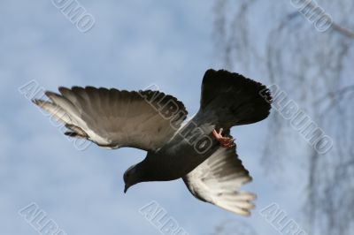 Flying pigeon