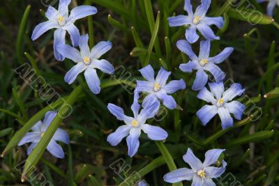 Scilla sibirica shining flowers