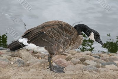 Canada goose