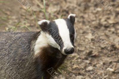  Badger