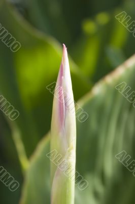 Canna lily bud
