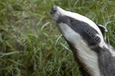 English Badger