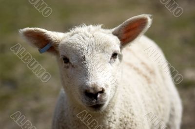 Lamb