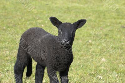 Black lamb