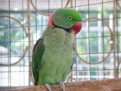Alexandian Parrot