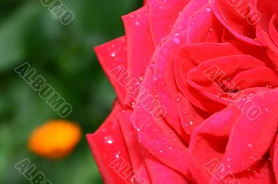 Rose with water drops