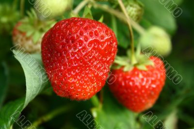 mellow strawberry