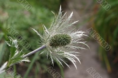 Silvery flower-head