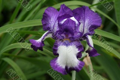 Blue and white iris