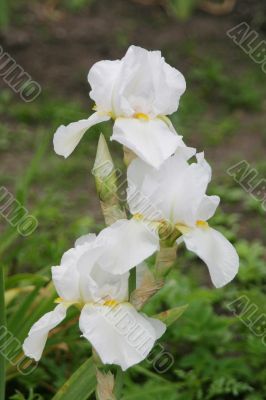 Three white iris flowers