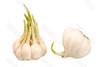 Two bulbs of sprouting garlic