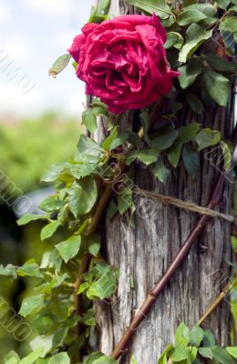 Rose on stump