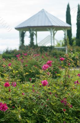 Rose garden gazebo Rose garden gazebo