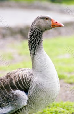 Orange Billed Goose.