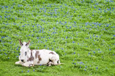 Sleepy Burro