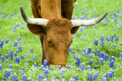 Grazing Amongst the Bluebonnets Grazing Amongst the Bluebonnets