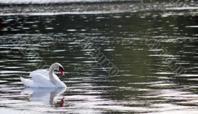 Graceful Glider