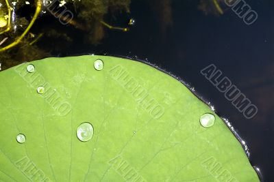 Lily pad