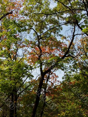 Autumn woods, nearest Samara city