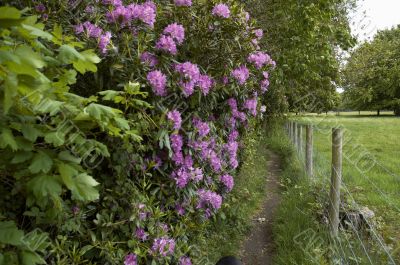  Rhododendron path