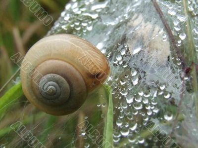 Garden Snail Helix aspersa